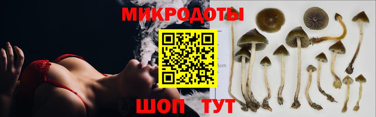 Галлюциногенные грибы Psilocybe Азов
